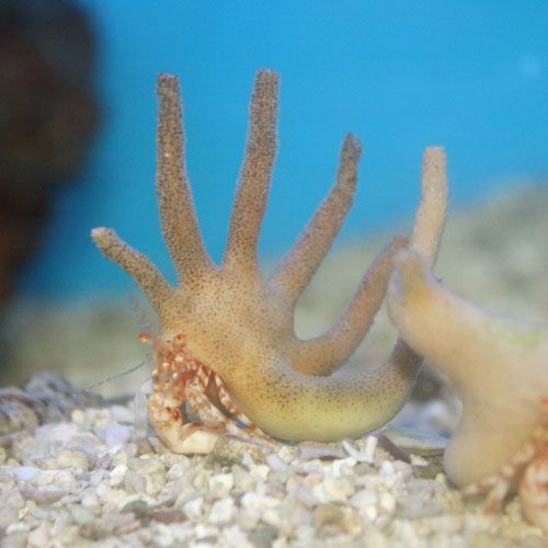 Staghorn Hermit Crab