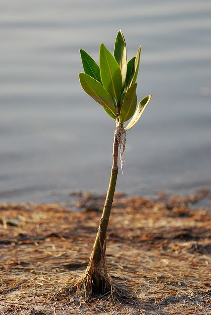 Red Mangrove