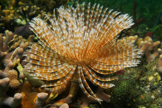 Assorted Feather Duster Worm