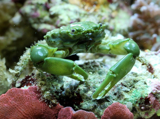 Emerald Crab (Mithraculus sculptus)