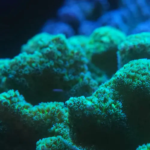 Fuzzy Green Pocillopora