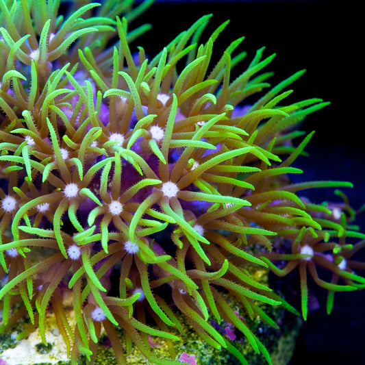 Green Star Polyp (GSP)