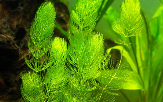 Hornwort (Ceratophyllum demersum)