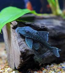 Blue Phantom Pleco