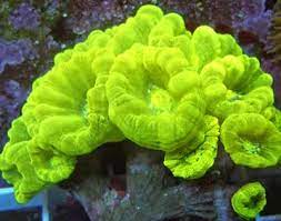 Kryptonite Green Trumpet Caulastrea