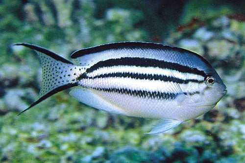 Lamarks Angelfish (Genicanthus lamarck)