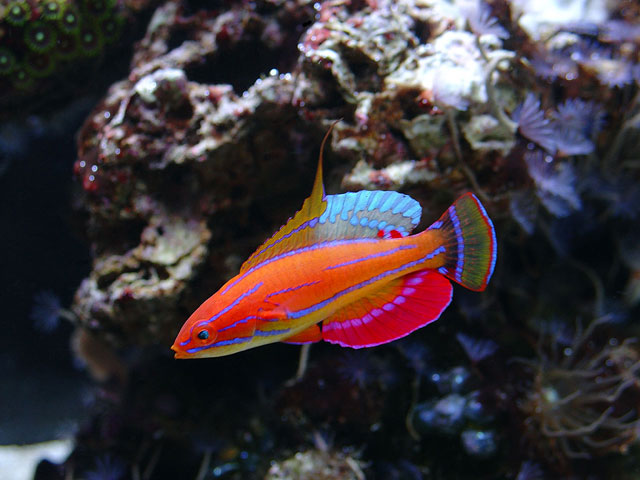 Carpenter Wrasse (Paracheilinus carpenteri)