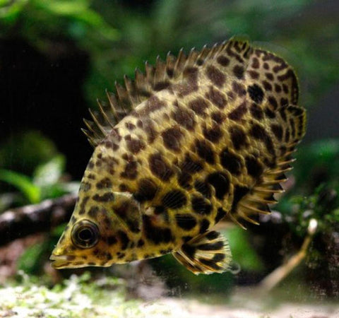 Spotted African Leaf Fish (Ctenopoma acutirostre)