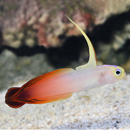 Firefish Goby (Nemateleotris magnifica)