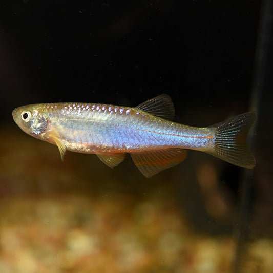 Pearl Danio (Danio albolineatus)