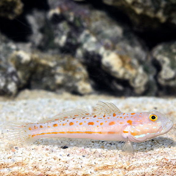 Diamond Sleeper Goby