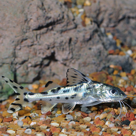 Pictus Catfish (Pimelodus pictus)