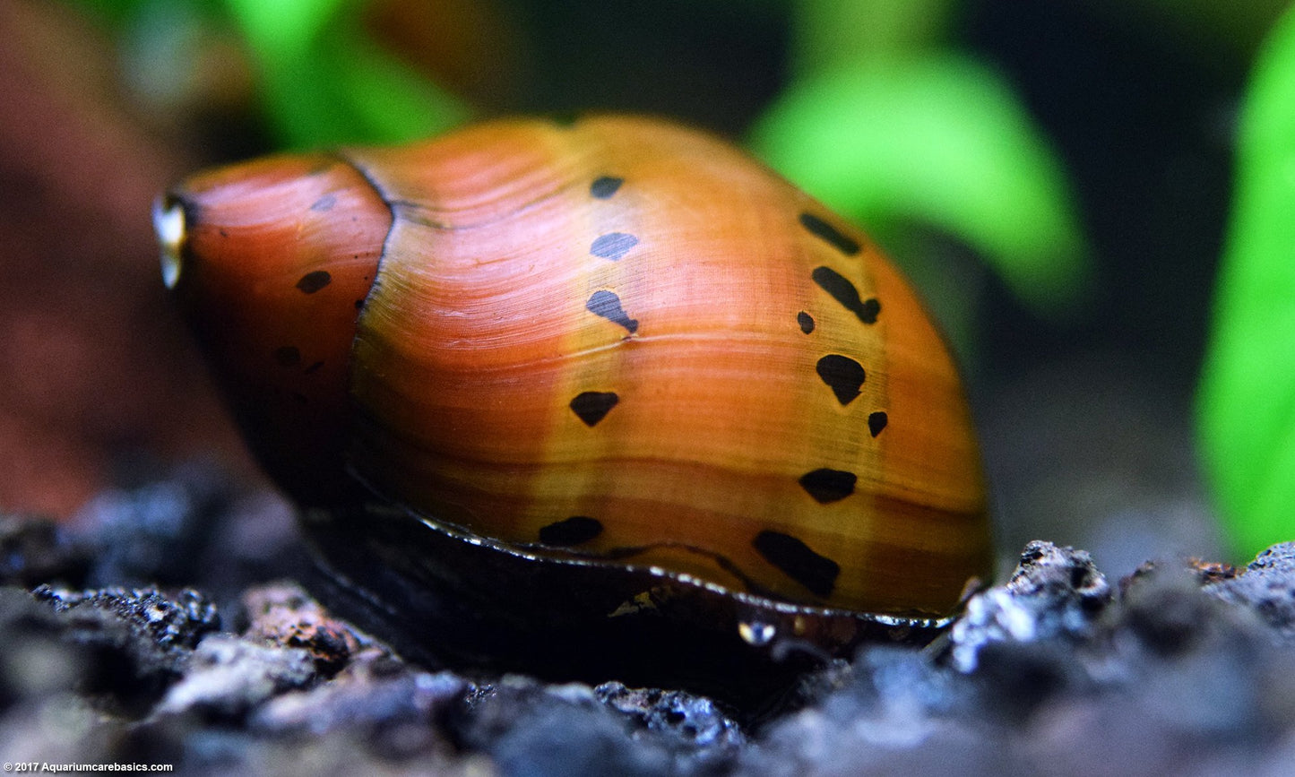 Red Spot Nerite