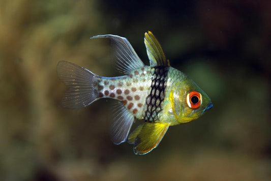 Pajama Cardinalfish (Sphaeramia nematoptera)