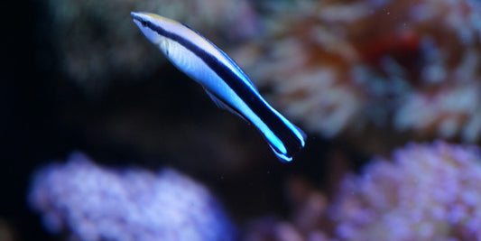 Bluestreak Cleaner Wrasse (Labroides dimidiatus)