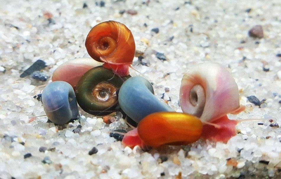 Assorted Ramshorn Snails