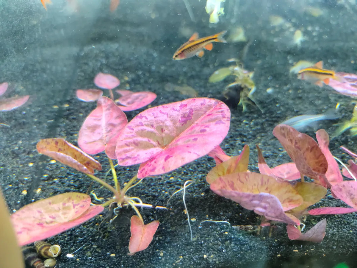 Red Tiger Lotus (Nymphaea zenkerii)