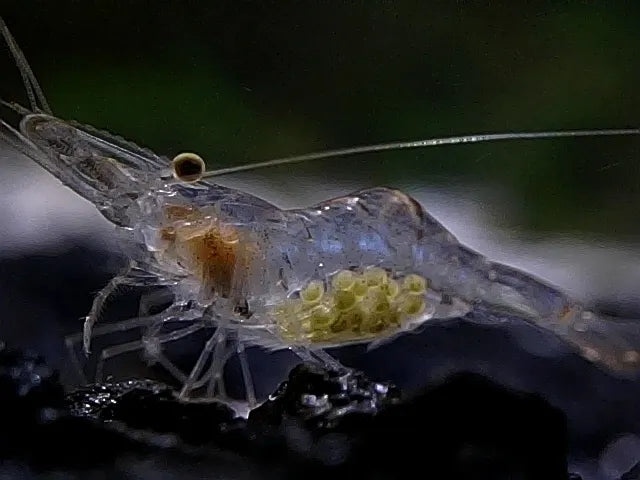 Ghost Shrimp