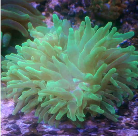 Bubbletip Anemone