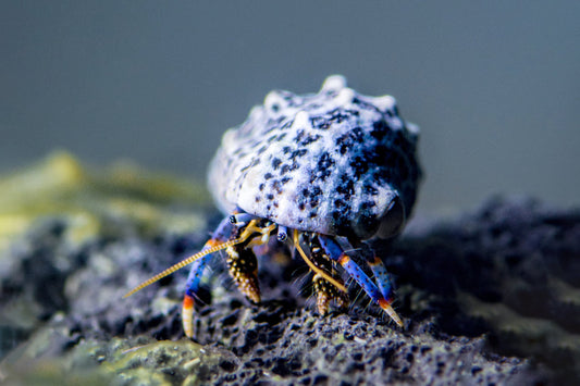 Blue Legged Hermit Crab