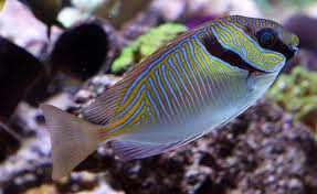 Scribbled Rabbitfish (Siganus virgatus)