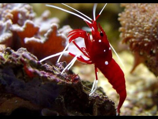 Fire Shrimp (Lysmata debelius)