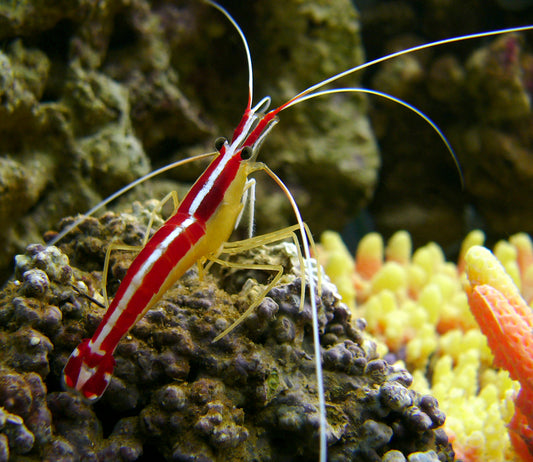 Skunk Cleaner Shrimp (Lysmata amboinensis)