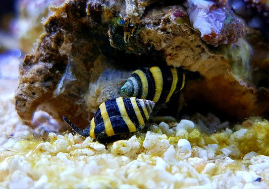 Bumblebee Snail (Anentome helena)