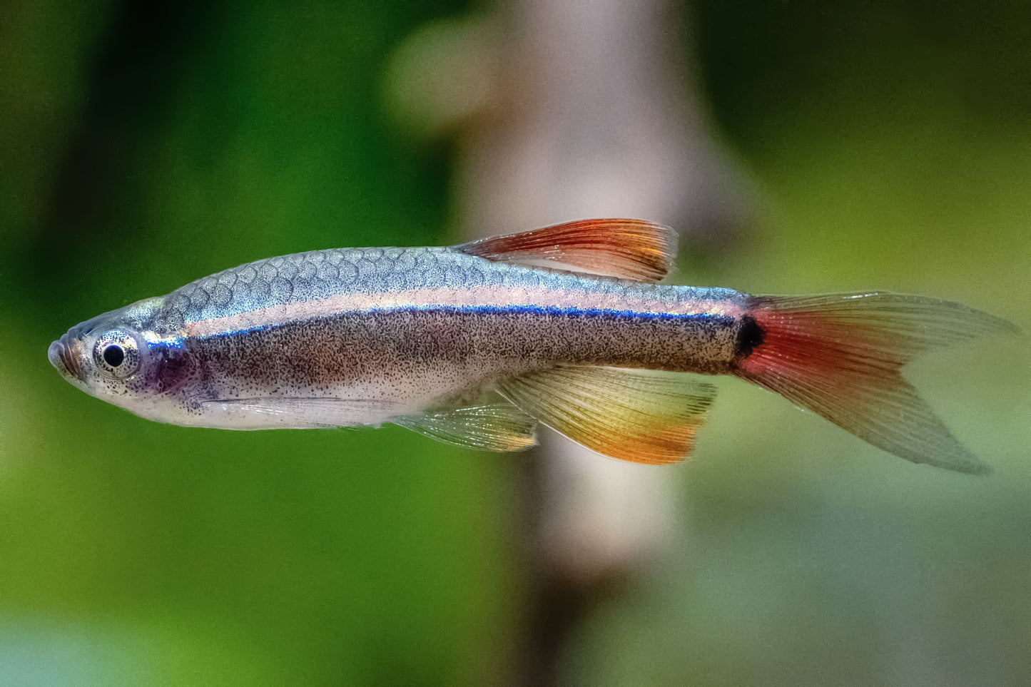 White Cloud Minnow (Tanichthys albonubes)