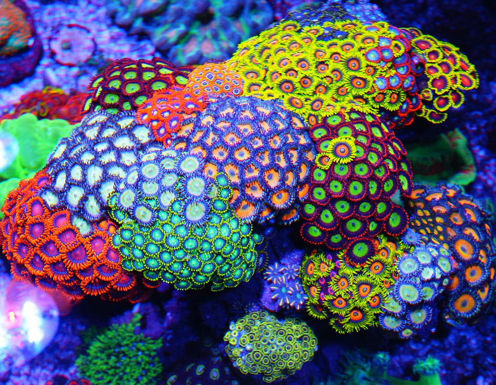 Assorted Zoanthids