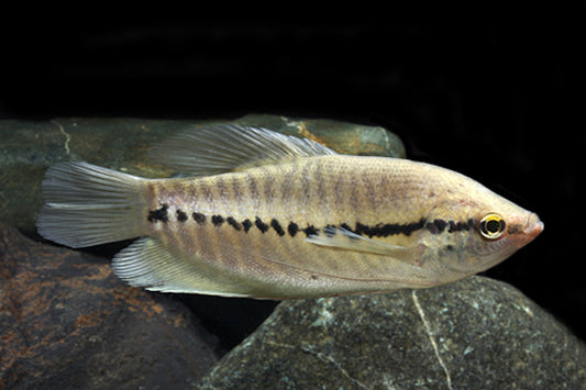 Snakeskin Gourami (Trichopodus pectoralis)