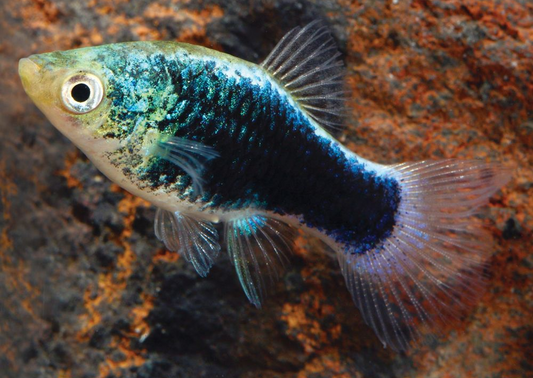 Green Lantern Platy (Xiphophorus maculatus)