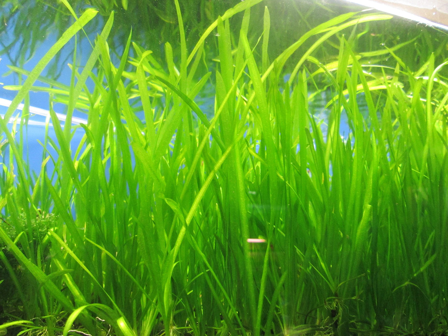 Jungle Vallisneria