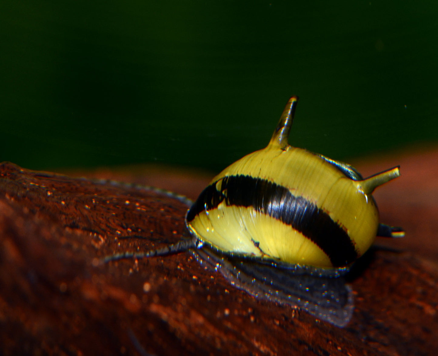 Horned Nerite Snail (Clithon corona)