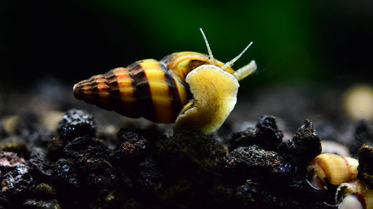 Assassin Snail (Anentome helena)