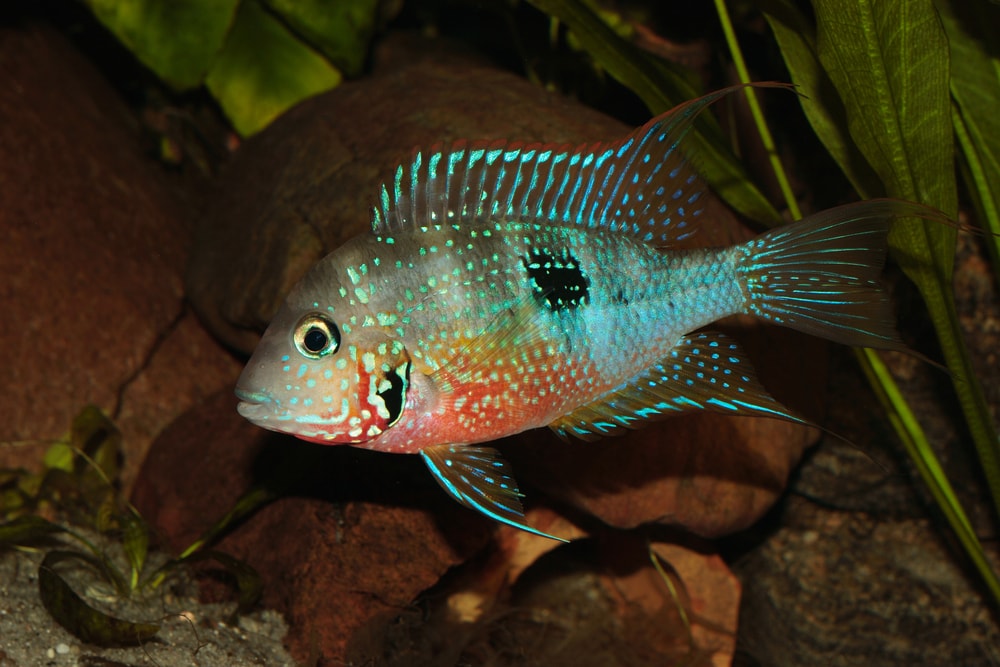 Firemouth Cichlid (Thorichthys meeki)