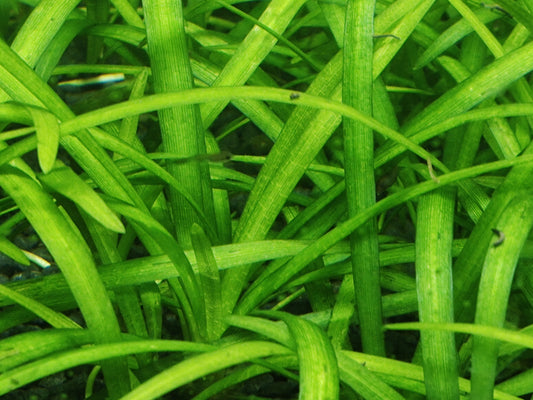 Dwarf Sagittaria