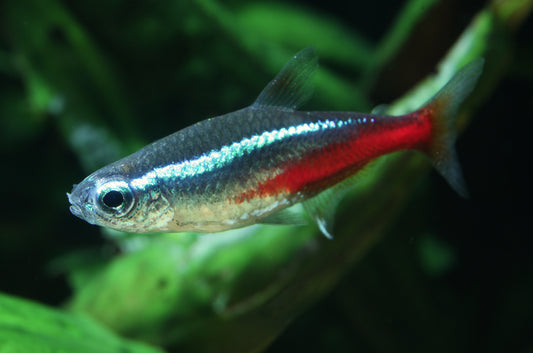 Neon Tetra (Paracheirodon innesi)