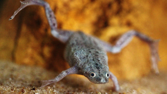 African Dwarf Frog (Hymenochirus boettgeri)