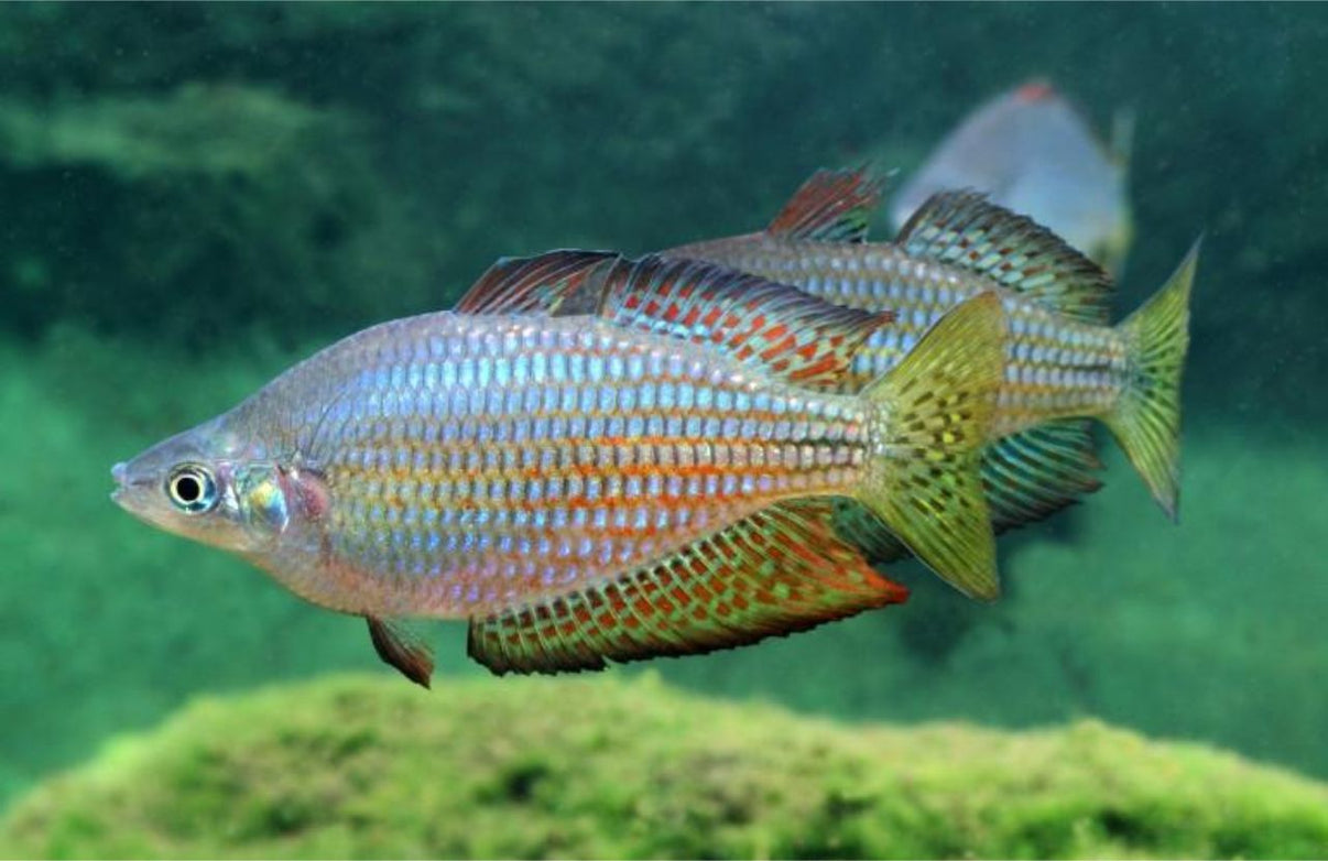 Australian Rainbowfish (Melanotaenia splendens) – Blue Ram Aquatics