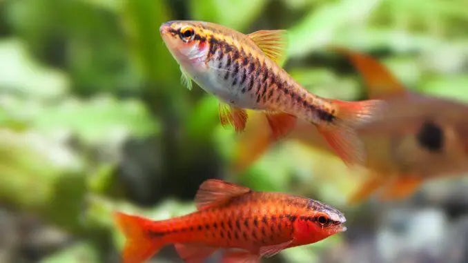 Cherry Barb (Puntius titteya)