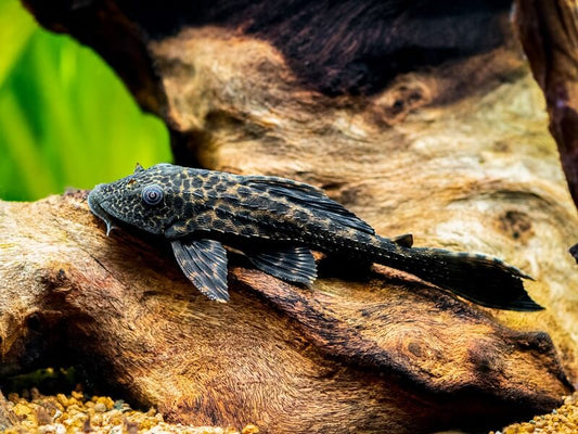 Common Plecostomus (Hypostomus plecostomus)