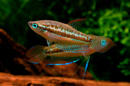 Sparkling Gourami (Trichopsis pumila)