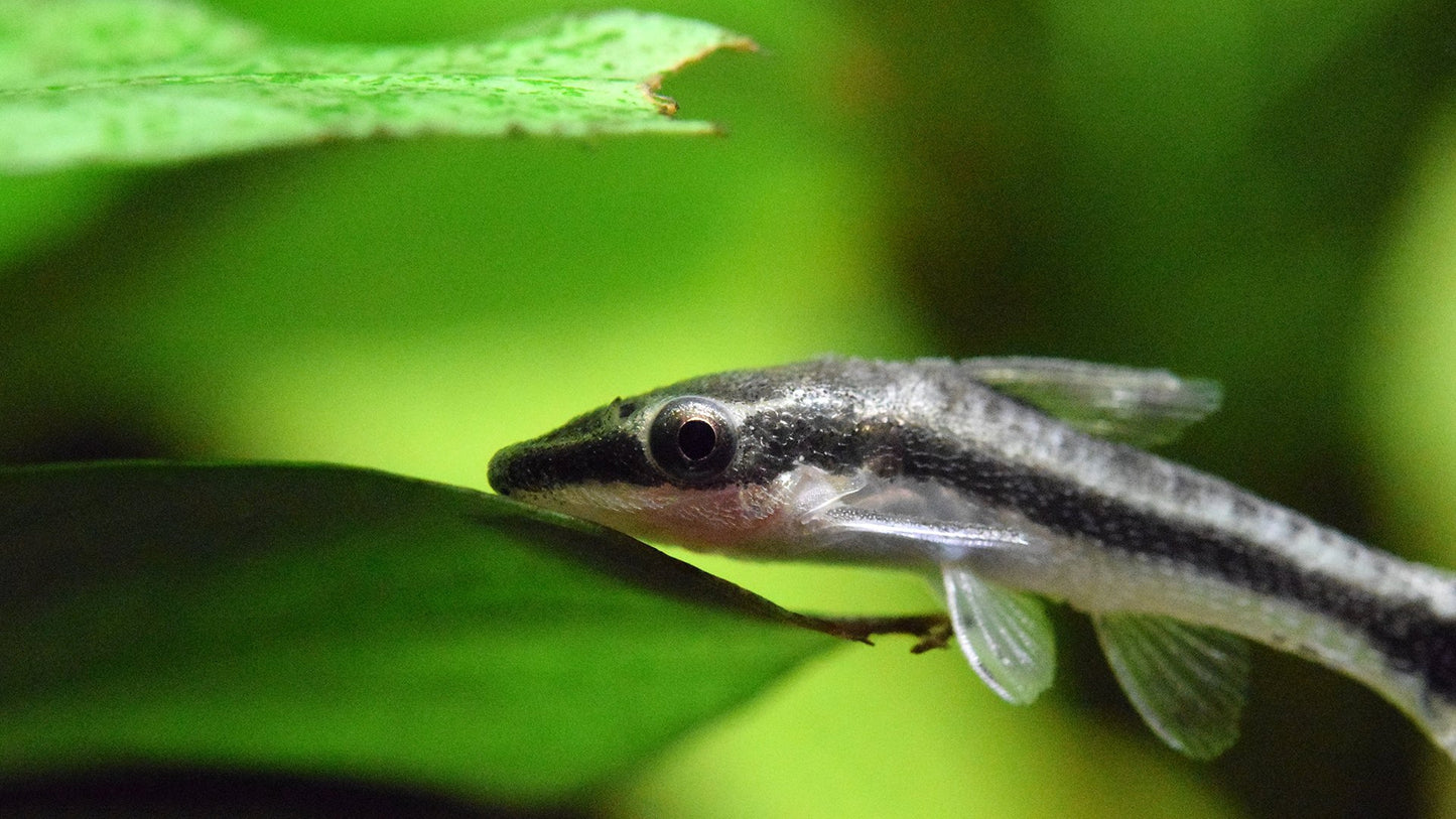 Otocinclus (Otocinclus vittatus)