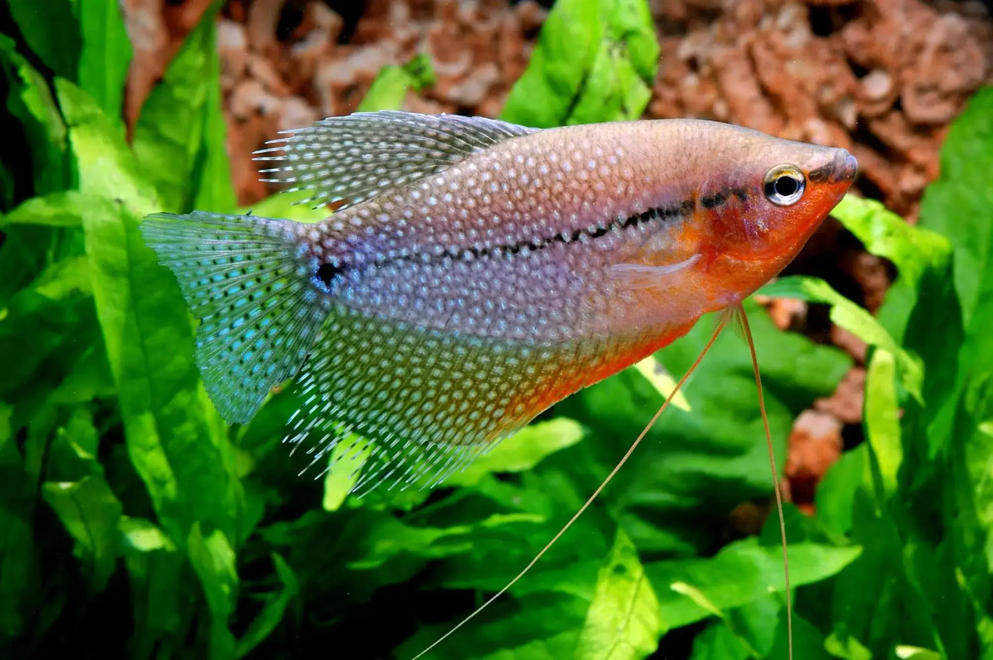 Pearl Gourami (Trichogaster leeri)